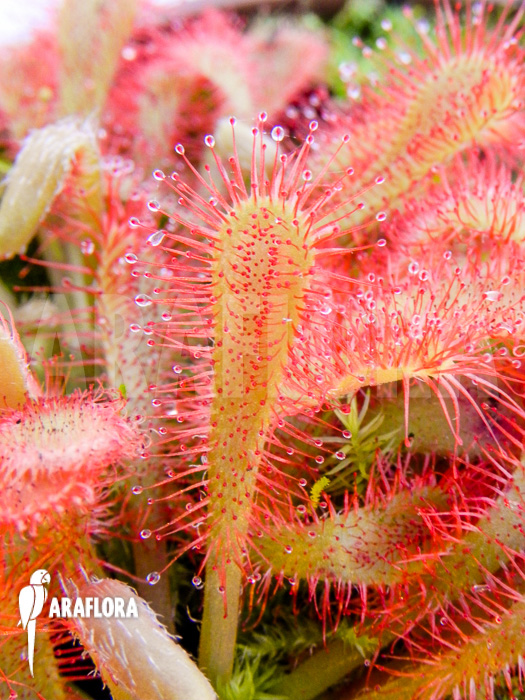 Drosera spatulata var lovellae