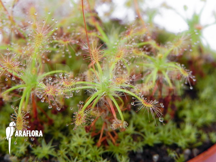 Drosera stelliflora
