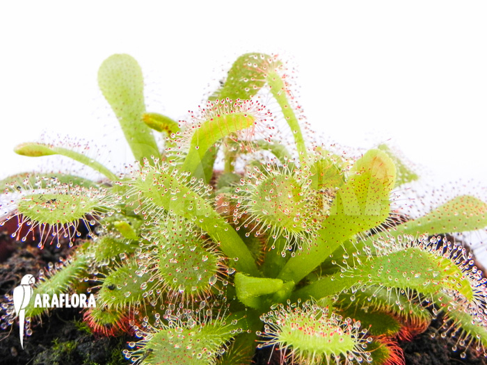 Drosera venusta