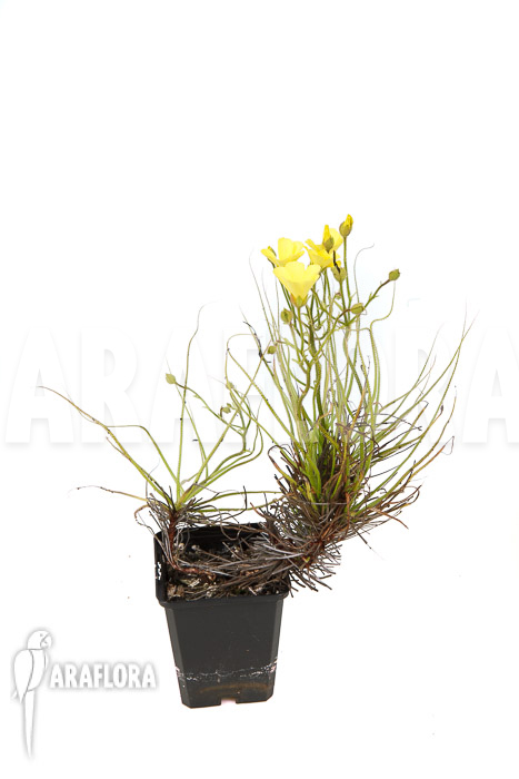 Drosopyllum lusitanicum