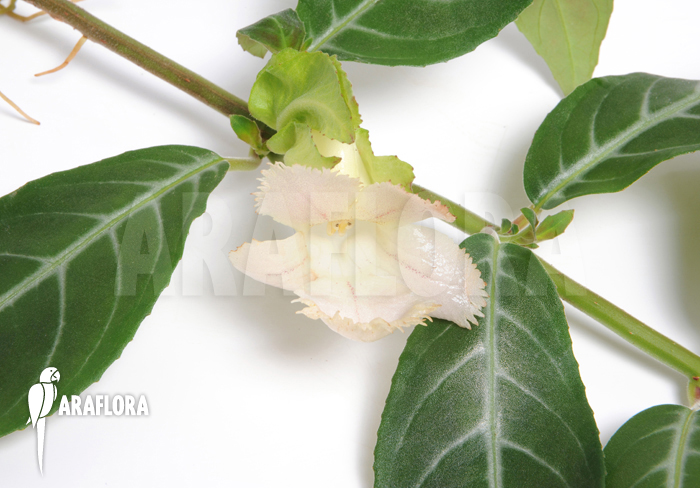 Drymonia serrulata ‘Surinam’