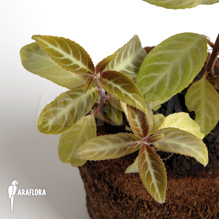 Drymonia serrulata ‘Surinam’