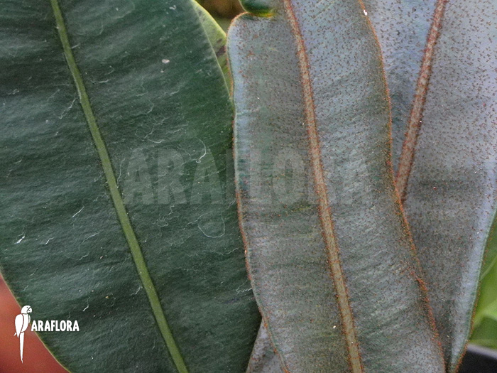 Elaphoglossum metallicum