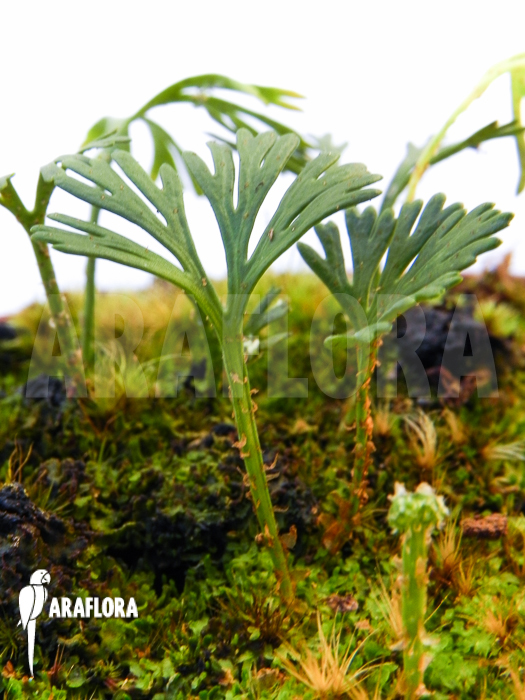 Elaphoglossum peltatum