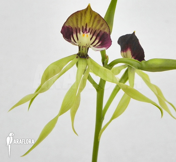 Prosthechea cochleata