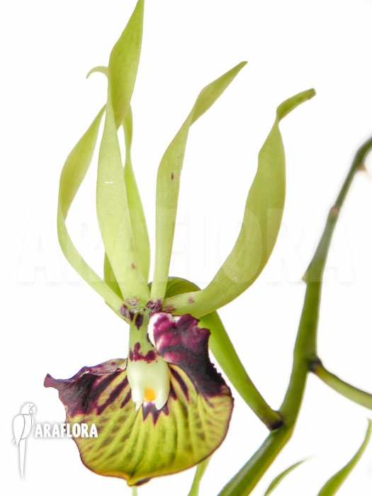 Prosthechea cochleata flower