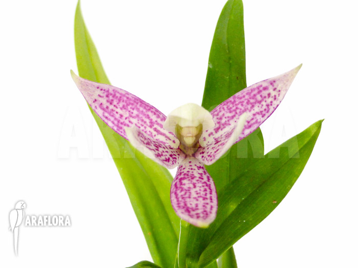 Encyclia garciana