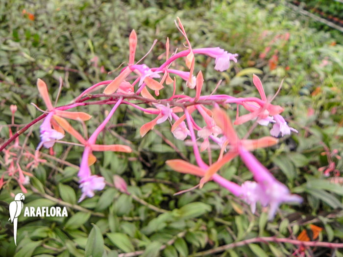 Epidendrum capricornu