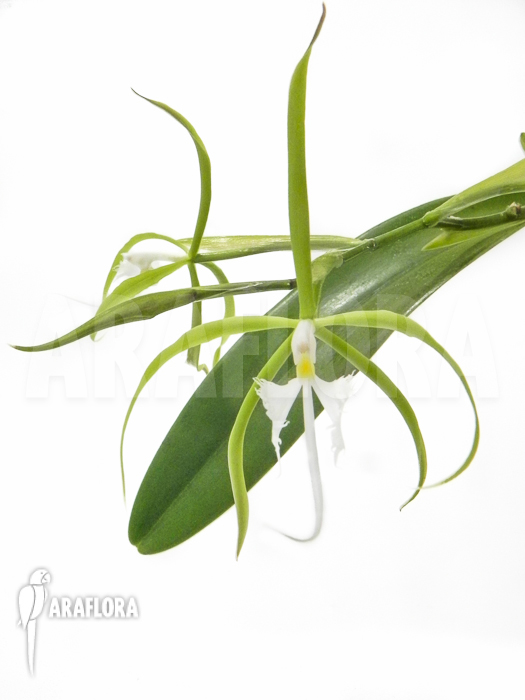 Epidendrum ciliare