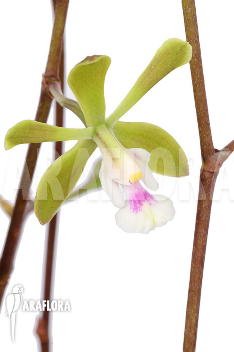 Epidendrum floribundum