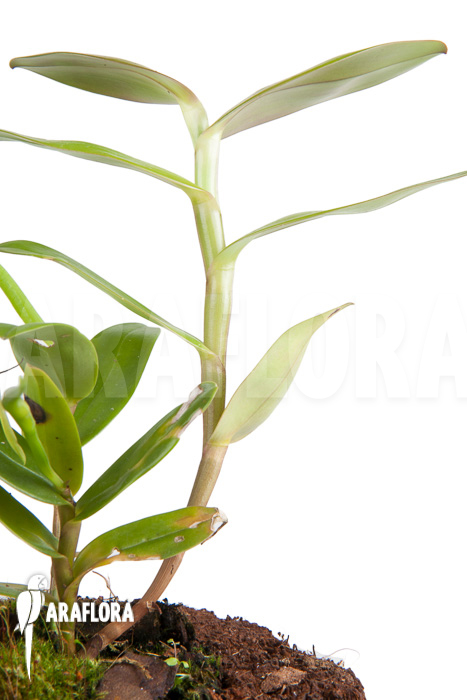 Epidendrum nocturnum