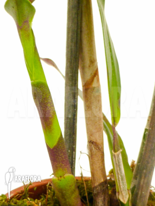 Epidendrum pseudepidendrum