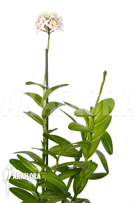 Epidendrum radicans ‘White-ish’