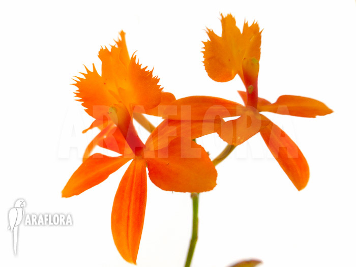 Epidendrum radicans orange