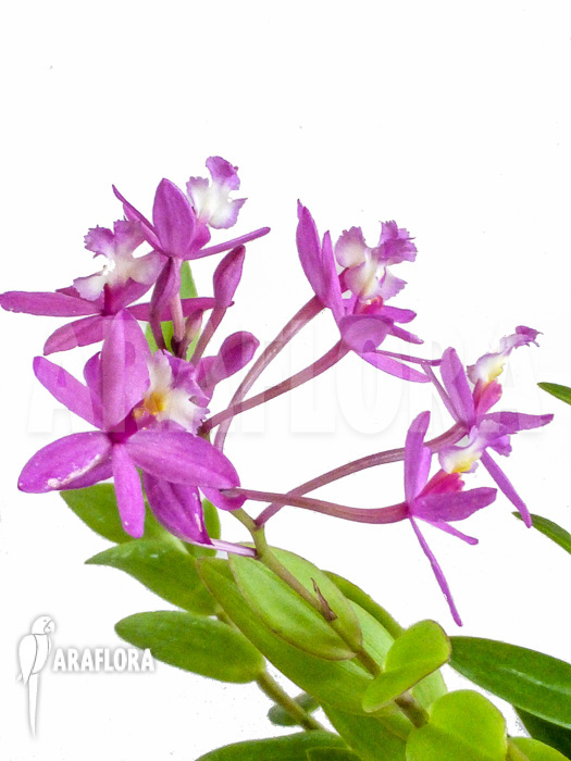 Epidendrum radicans violet