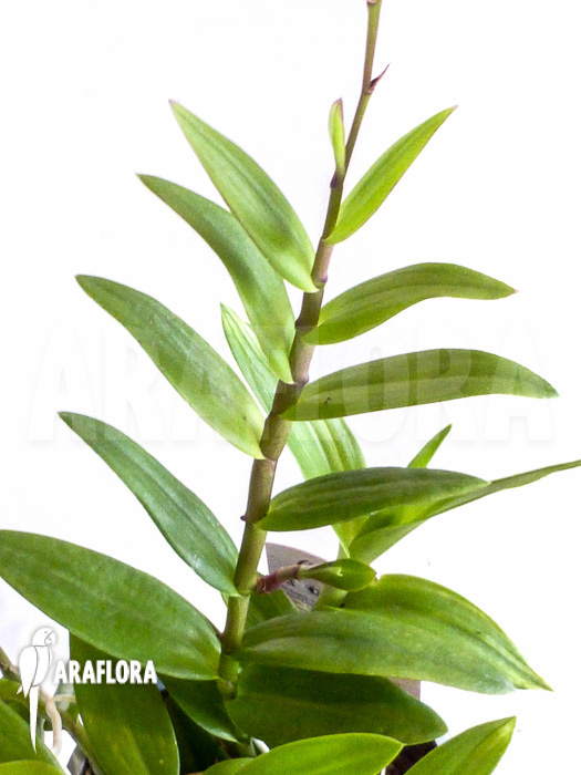 Epidendrum radicans violet