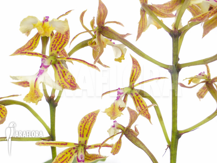 Epidendrum stamfordianum
