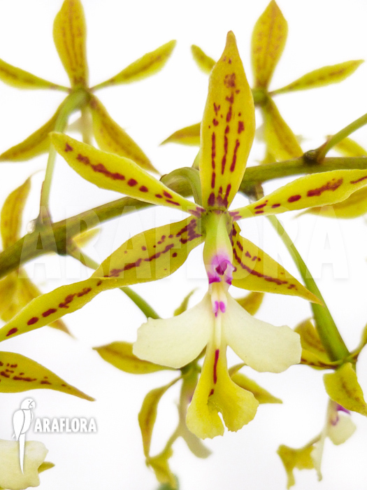 Epidendrum stamfordianum