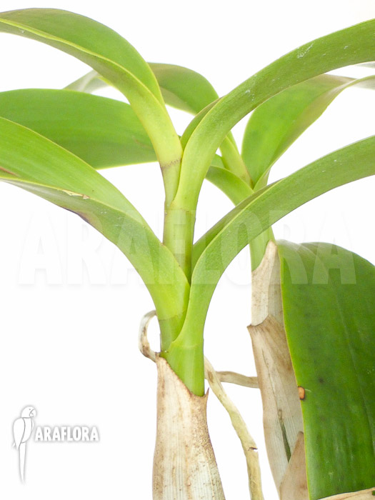 Epidendrum stamfordianum