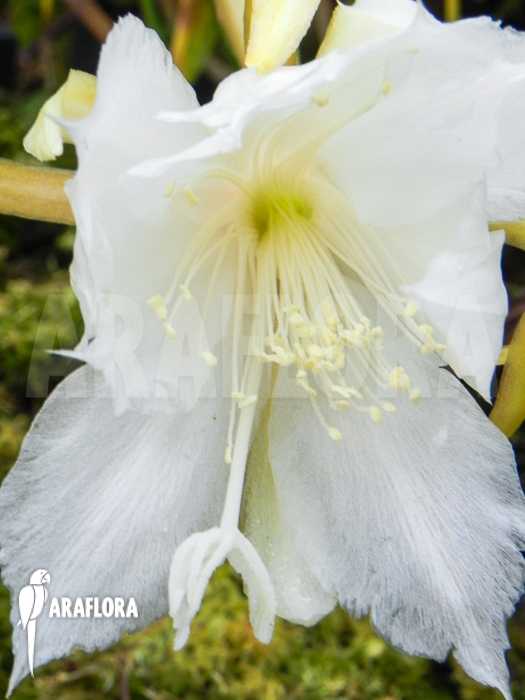 Epiphyllum anguliger flower