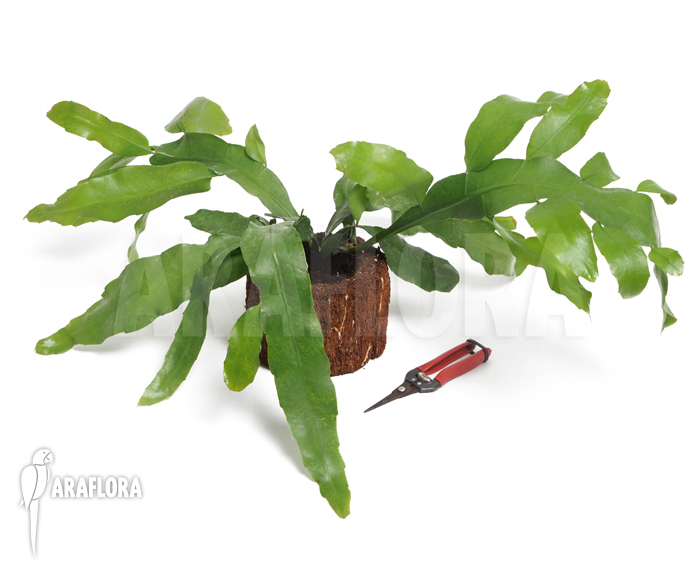 Epiphyllum oxypetalum