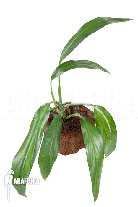 Epipremnum amplissimum ‘starter’