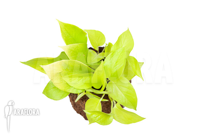 Epipremnum aureum Neon