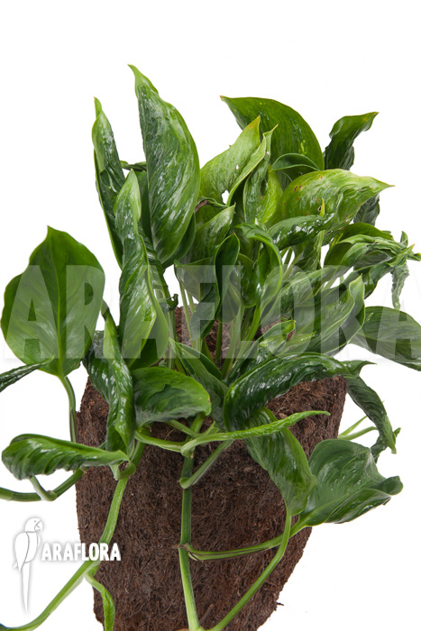 Epipremnum aureum Shangri-La