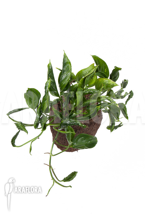 Epipremnum aureum Shangri-La
