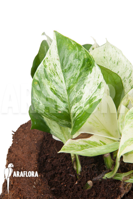 Epipremnum pinnatum ‘Marble Planet’