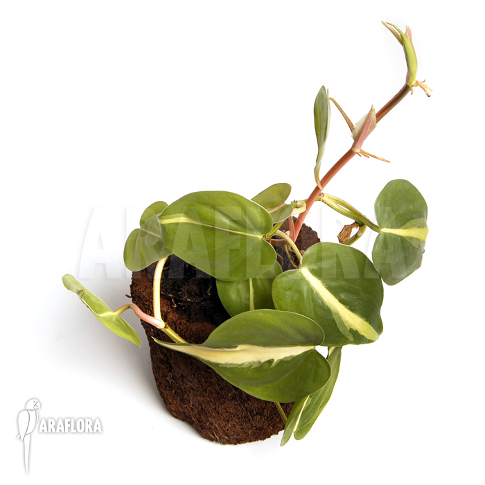 Epipremnum pinnatum ‘Araflora liner’