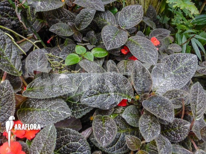 Episcia cupreata