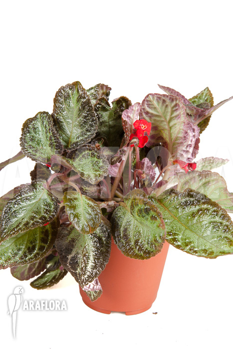 Episcia cupreata Black Pearl