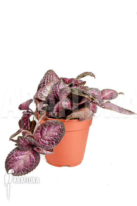 Episcia cupreata Pink Smooth