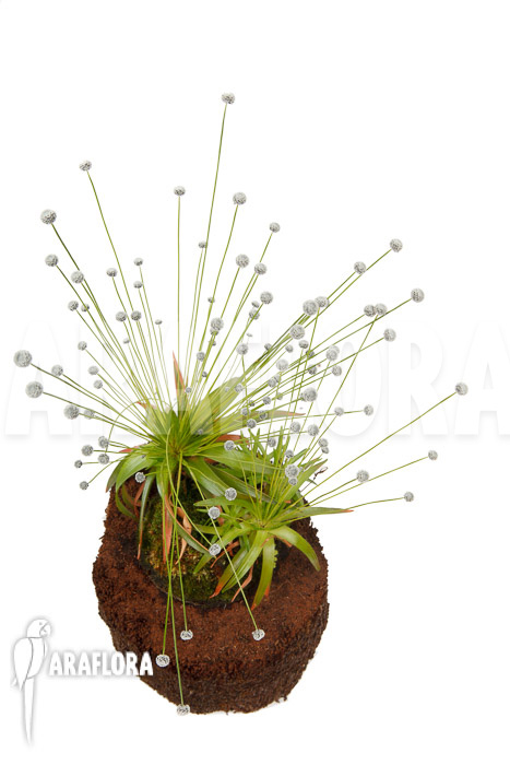 Eriocaulon species Gran sabana