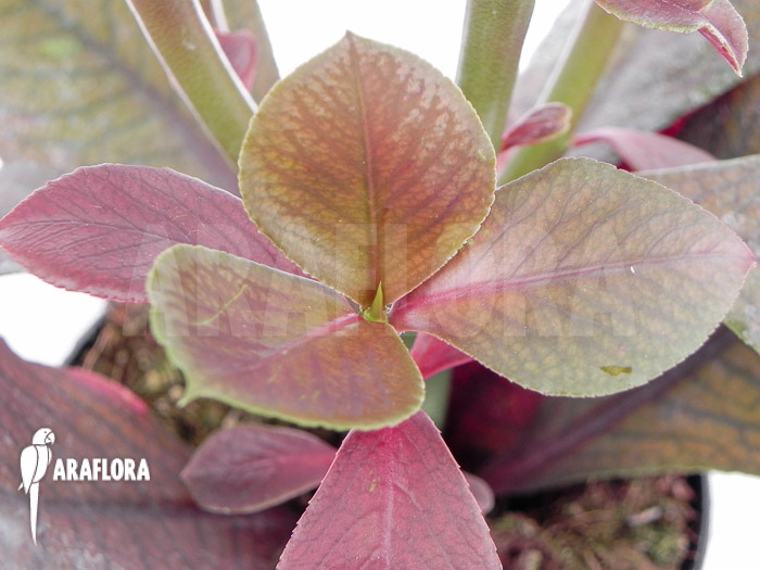 Euphorbia bicompacta var. rubra