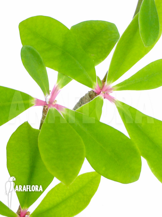 Euphorbia bongolavensis