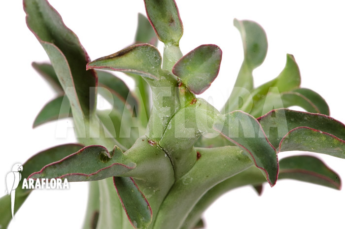 Euphorbia hamata ‘L’