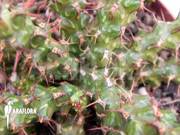 Euphorbia lenewtonii