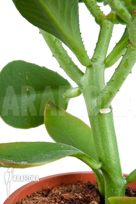 Euphorbia neokaessneri