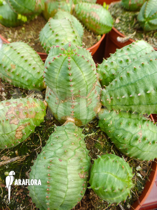 Euphorbia obesa f monstruosa