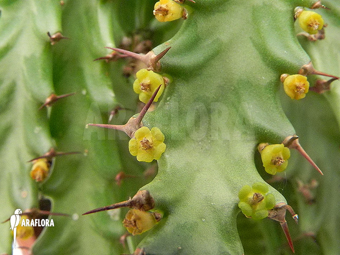 Detail Euphorbia stellata