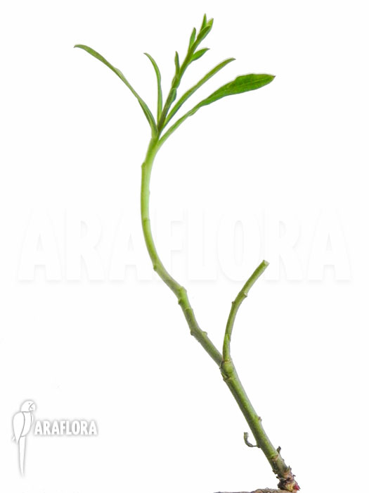 Euphorbia trichadenia