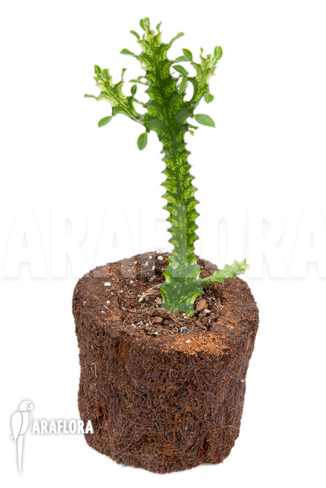 Euphorbia trigona Variegata ‘starter’