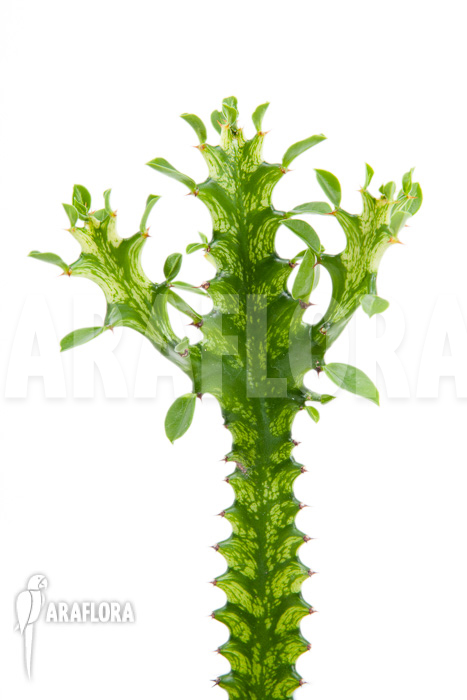 Euphorbia trigona Variegata ‘starter’