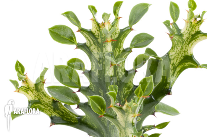 Euphorbia trigona Variegata ‘starter’