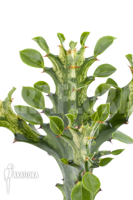 Euphorbia trigona Variegata ‘starter’