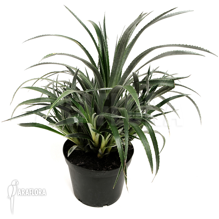 Fasciculaire litoralis