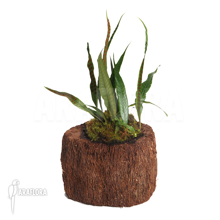 Fern species Costa Rica