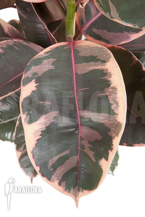 Ficus elastica ’tricolor’